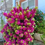 Akdenizvillas